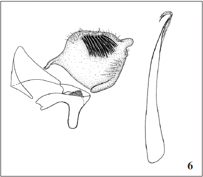 Male genitalia: 6.Tinagma fasciatum Gaedike, sp. n., holotype