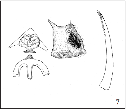 Tinagma mikkolai Gaedike, sp.n., holotype