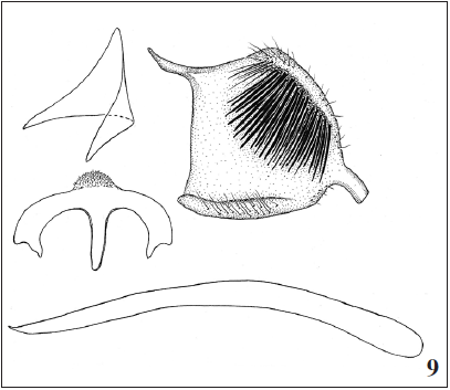 Tinagma kullbergi Gaedike, sp. n., holotype