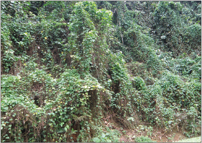 Slope on the western side of the forest road close to Bombom - road to the Airport - where the studied Andronymus thomasi female was collected.