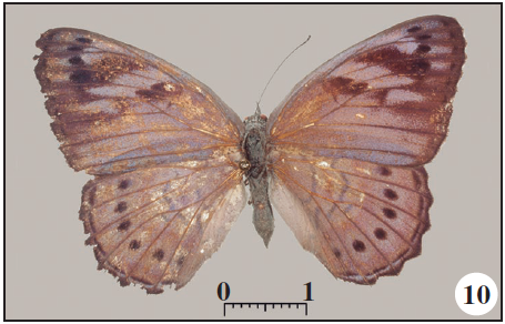 10-11. Sevenia rosa (Hewitson, 1877) 0 from Montepuez, Cabo Delgado, Mozambique (BS-15877 - for comparison). 10. Dorsal;