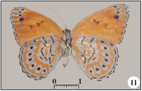 Ventral.