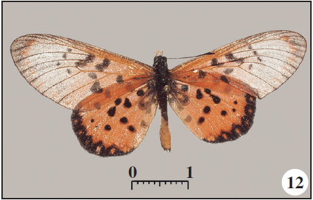 Acraea (Acraea) neobule Doubleday, Hewitson & Westwood, 1850 from Morro Peixe, ST. 12. ♂ dorsal;