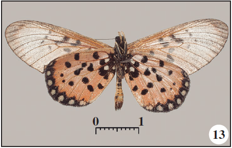 Id, ventral;