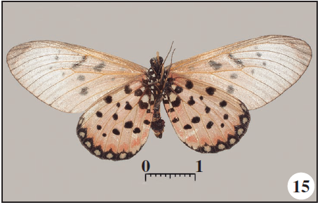 Id, another ♀, dorsal;