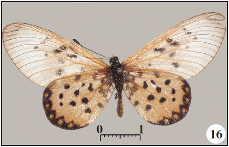 Id, Ventral.