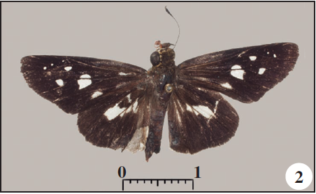 2-3. Andronymus thomasi Riley, 1928 0, collected near the beginning of the road between Bombom and the Airport, PR. 2. Dorsal;