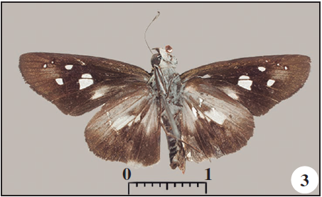 New data on the butterflies of São Tomé e Príncipe