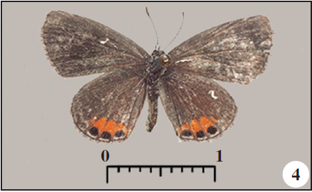Chilades trochylus (Freyer, 1844) from Morro Peixe, ST. 4. Dorsal;