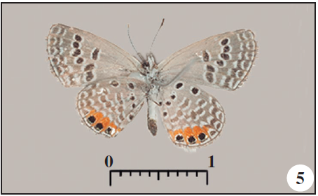 Ventral