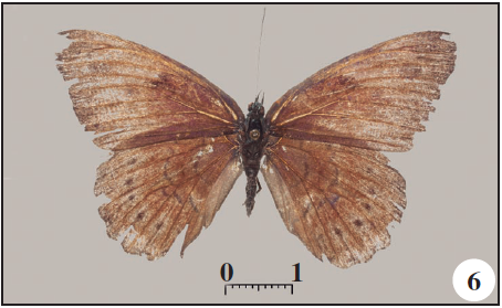 Sevenia amulia principensis Mendes & Bivar de Sousa, spp. n., Holotype 0 from near Porto Real, PR. 6. Dorsal;