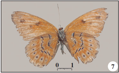 New data on the butterflies of São Tomé e Príncipe
