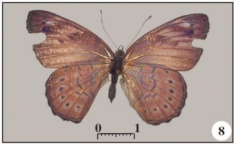 Sevenia amulia intermedia (Carcasson, 1961) 0 from Mandongue, Bié, Angola (BS-35032 - for comparison). 8. Dorsal;