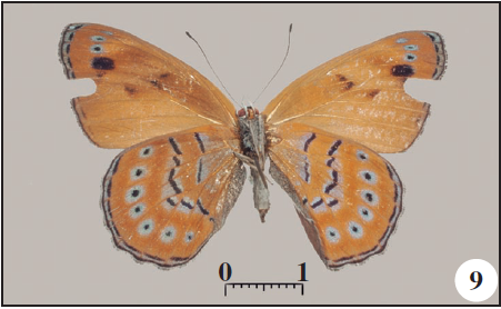 Ventral.