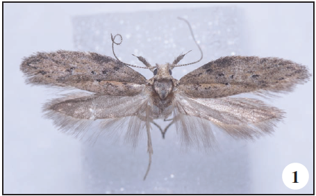 Cacochroa rosetella Corley, sp. n. 1. Holotype
