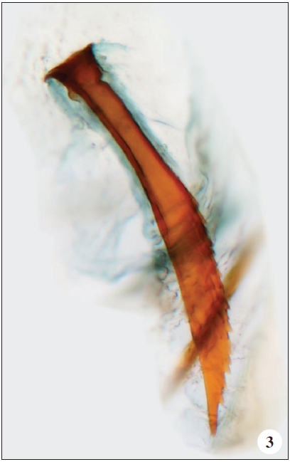 Signum, enlarged, viewed from dorsal side.