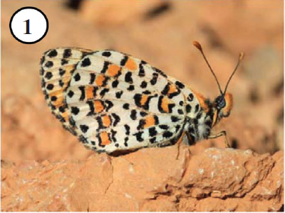 1. Melitaea deserticola is a typical eremic species widespread in Anti-Atlas.