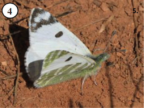 4. Euchloe falloui was locally common in some years.