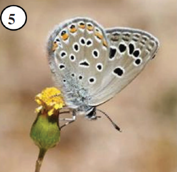 Plebejus allardi has been observed as early as mid March in Anti-Atlas.