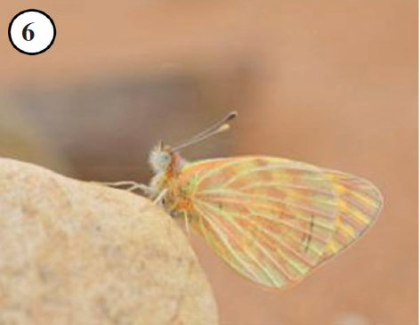 Colotis chrysonome was found south of Assa.