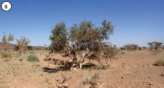 Habitat south of Assa where Colotis liagore and C. chrysonome were observed. The host plant of both species Maerua crassifolia is in the centre of the picture.