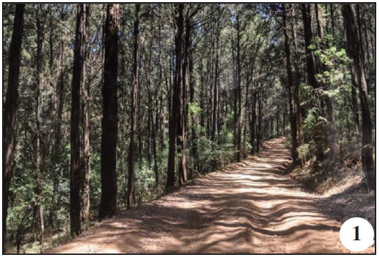 Habitats visited during expedition in Ethiopia 2017. 1. Suba Forest 2500 m/a.s.l. (Oromia Region);