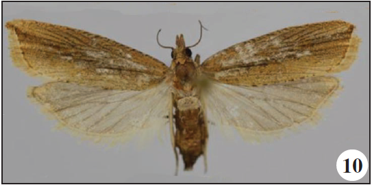 Bactra stagnicolana Zeller, Ambo Park, Ethiopia;