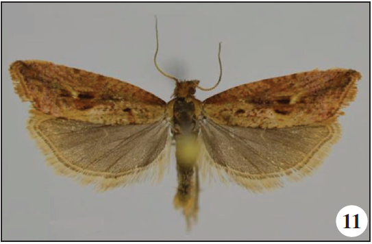 Parabactra addisalema Razowski & Trematerra, sp. n., holotype;