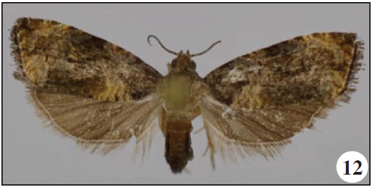 Emrahia tenuivalva Razowski & Trematerra, Zegie Peninsula, Ethiopia;