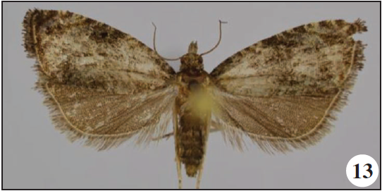 Endothenia ethiopica Razowski & Trematerra, Zegie Peninsula, Ethiopia.