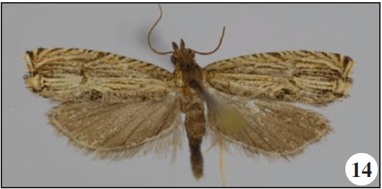 Adults. 14. Tetramoera isogramma (Meyrick), Zegie Peninsula, Ethiopia;