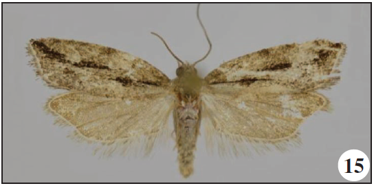 Megaherpystis subae Razowski & Trematerra, sp. n., holotype;