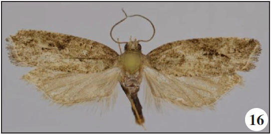 Megaherpystis oromiae Razowski & Trematerra, sp. n., holotype and paratype, male and female;