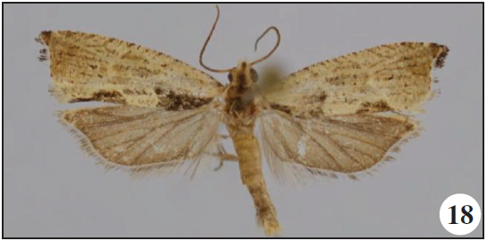 Cosmetra tumulata (Meyrick), Zegie Peninsula, Ethiopia;
