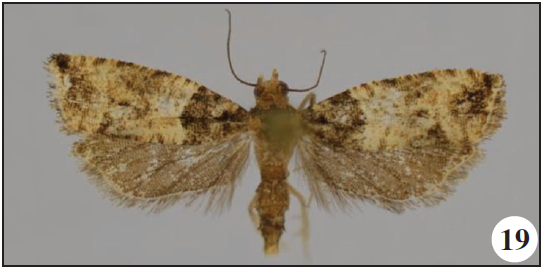 Gypsonoma giorgiae Razowski & Trematerra, Zegie Peninsula, Ethiopia;