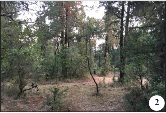 Suba Forest 2840 m/a.s.l. (Oromia Region);