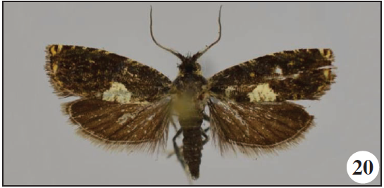 Eucosmocydia zegieana Razowski & Trematerra, sp. n., holotype;