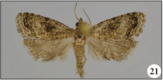 Thaumatographa amarana Razowski & Trematerra, sp. n., holotype;