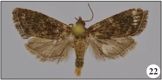 Thaumatographa leucotreta (Meyrick), Suba Forest, Ethiopia