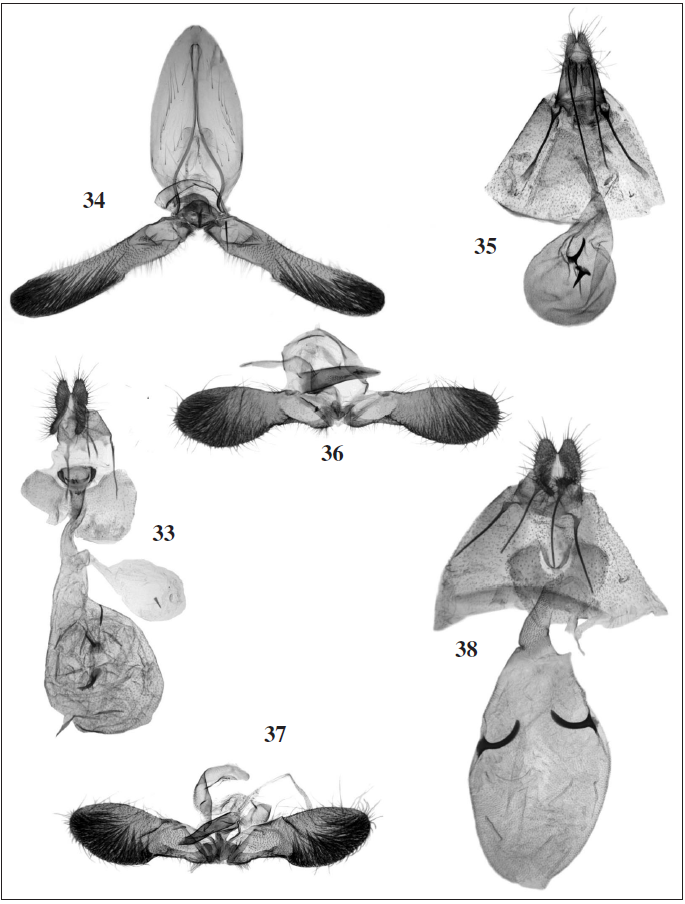 Genitalia. 33. Gypsonoma giorgiae Razowski & Trematerra, Zegie Peninsula, Ethiopia; 34-35.Eucosmocydia zegieana Razowski & Trematerra, sp. n., holotype and paratype, male and female; 36. Thaumatographa amarana Razowski & Trematerra, sp. n., holotype; 37-38. Thaumatograph leucotreta (Meyrick), Suba Forest, Ethiopia, male and female.