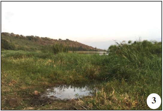 Zegie Peninsula, 1820 m/a.s.l. (Amhara Region);