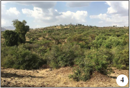 Addis Alem, Ambo Park, 2170 m/a.s.l. (Oromia Region).