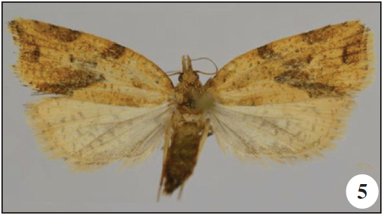 Adults. 5-7.Lozotaenia sciarrettae Razowski & Trematerra, Ambo Park, Ethiopia;