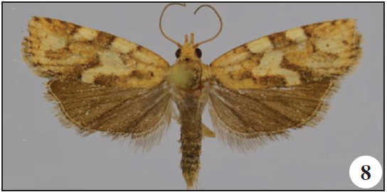 Procrica parisii Razowski & Trematerra, Suba Forest, Ethiopia;