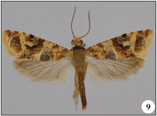 Lobesia semosa Diakonoff, Ambo Park, Ethiopia;