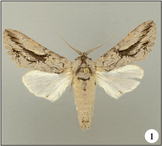 1. Nycterotis rhudarioides Becker, sp. n., holotype ♂.
