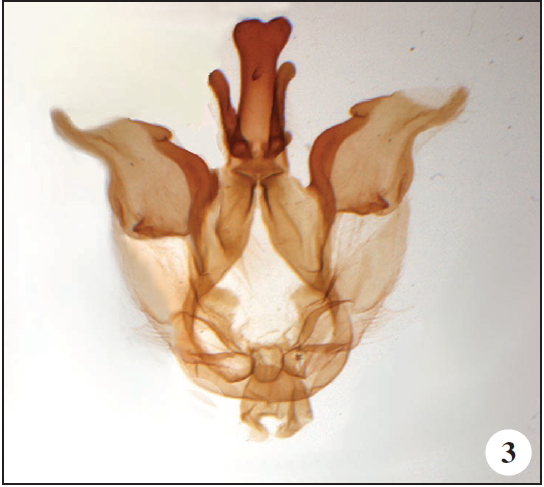 Paratype ♂, genitalia, ventral view.