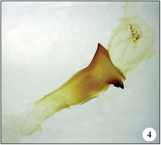 Paratype ♂, aedeagus, lateral view. 