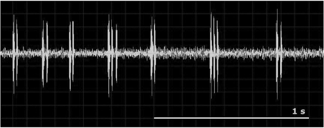 Sonograma del sonido emitido por una larva de Satyrium ilicis. Secuencia de estridulación constituida por duplosílabas y sílabas triples, separadas por espacios que corresponden a la ausencia de sonido.