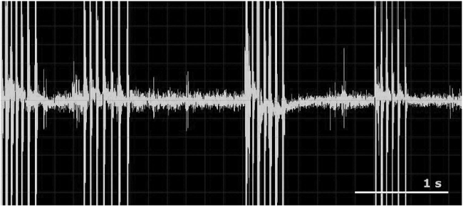 Sonograma del sonido emitido por una larva de Lycaena bleusei. El fragmento corresponde a 5 segundos de grabación y está constituido por cuatro equemas formados por sílabas simples